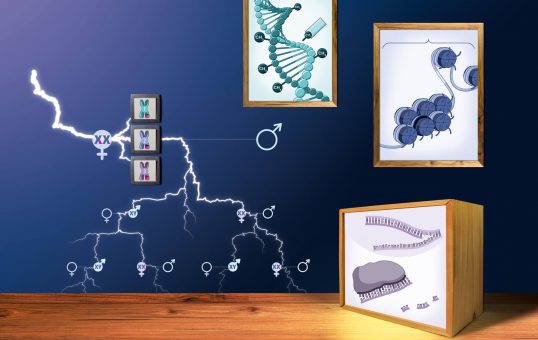 bild der wissenschaft | Infografik Epigenetik | Design Daniela Leitner
