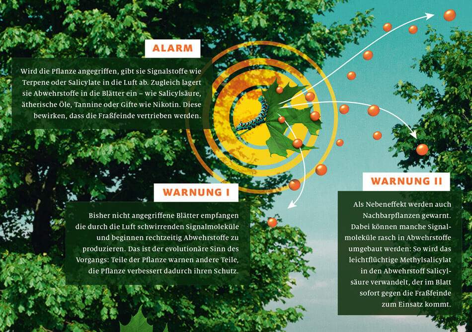 bild der wissenschaft, Ausgabe März 2019 / Infografik: Wie Pflanzen kommunizieren: Alarm & Warnung / Daniela Leitner