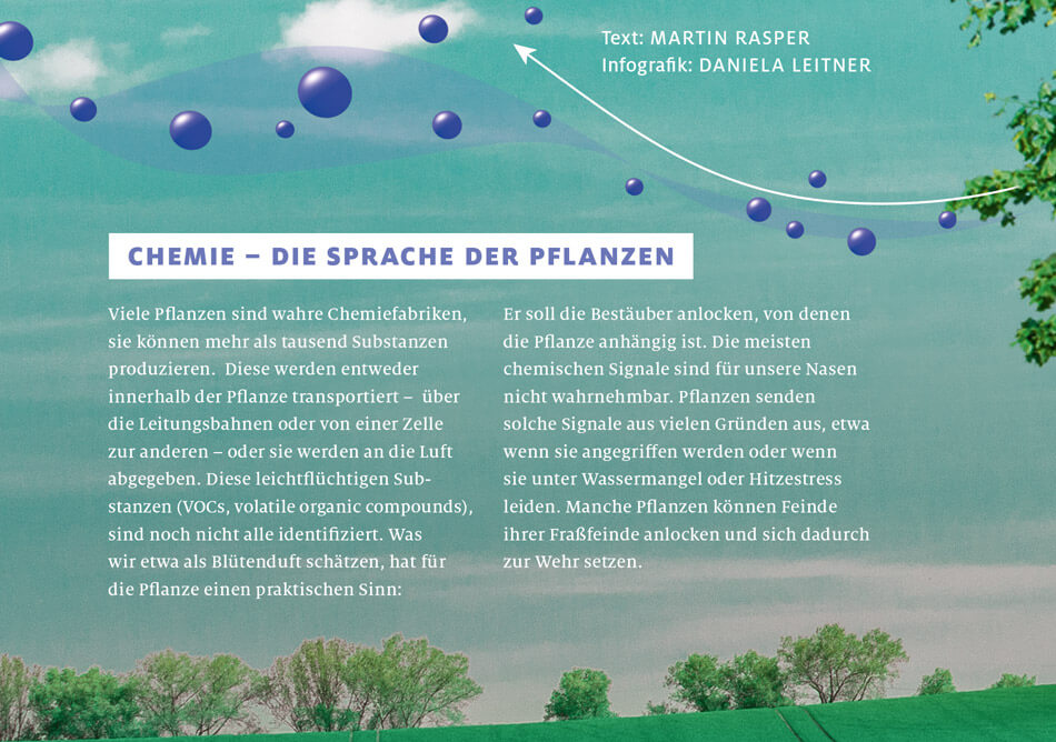 bild der wissenschaft, Ausgabe März 2019 / Infografik: Wie Pflanzen kommunizieren: Duftstoffe / Daniela Leitner