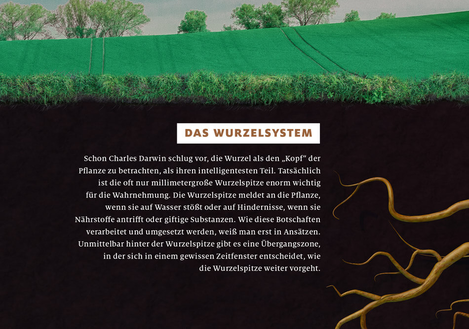 bild der wissenschaft, Ausgabe März 2019 / Infografik: Wie Pflanzen kommunizieren: Das Wurzelsystem / Daniela Leitner
