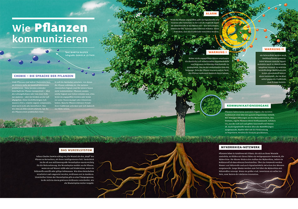 bild der wissenschaft, Ausgabe März 2019 / Infografik: Wie Pflanzen kommunizieren / Daniela Leitner