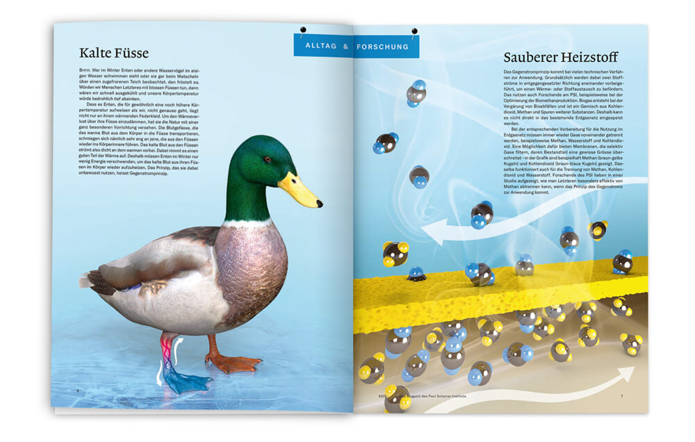5232 Das Magazin des Paul Scherrer Instituts (PSI) / Design Infografik Alltag & Forschung: Gegenstromprinzip & Entenfüße, Daniela Leitner