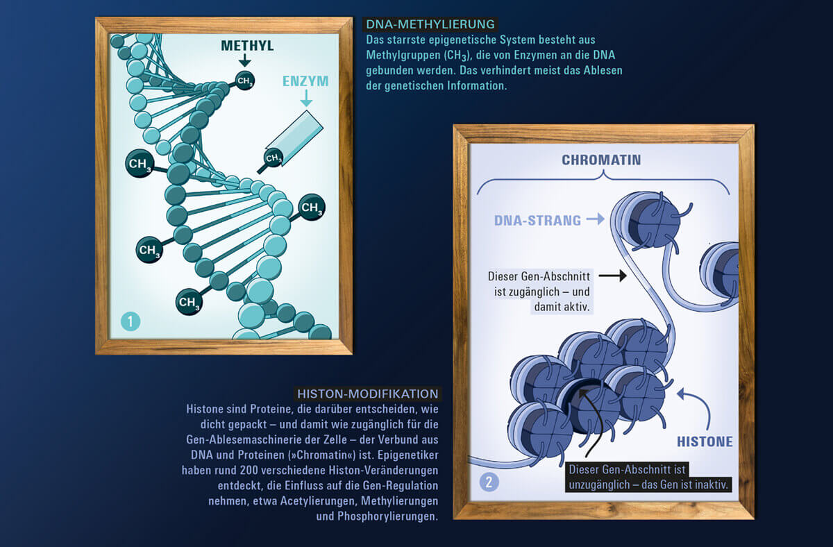 Magazin bild der wissenschaft / Infografik Epigenetik / DNA-Methylierung / Histon-Modifikation / Design Daniela Leitner