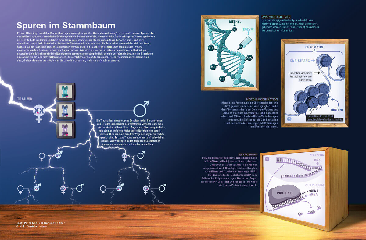 Magazin bild der wissenschaft / Infografik Epigenetik / Design Daniela Leitner