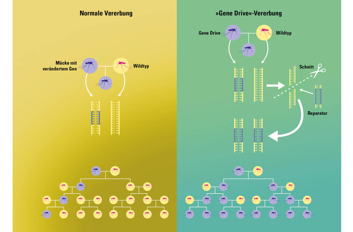 bild der wissenschaft / Gene Drive und normale Vererbung / Infografik Daniela Leitner